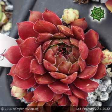 Preview: Sempervivum 'Salt Peanuts'